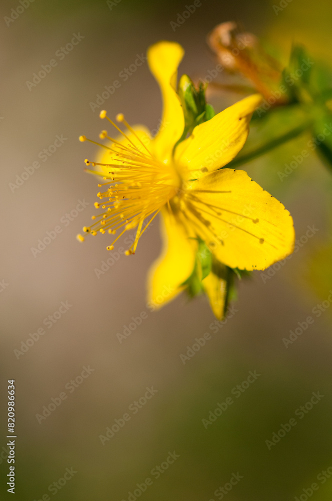 St. Johns Wort growing in upstate New York St. Johns Wort growing in upstate New York