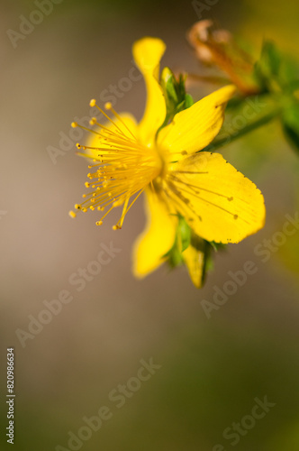 St. Johns Wort growing in upstate New York