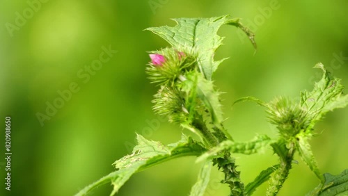 Carduus crispus, curly plumeless thistle or welted thistle, is biennial herb in daisy family Asteraceae. It is native to Europe and Asia. photo