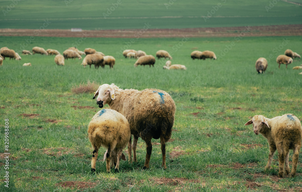 Fototapeta premium flock of sheep on the pasture in spring
