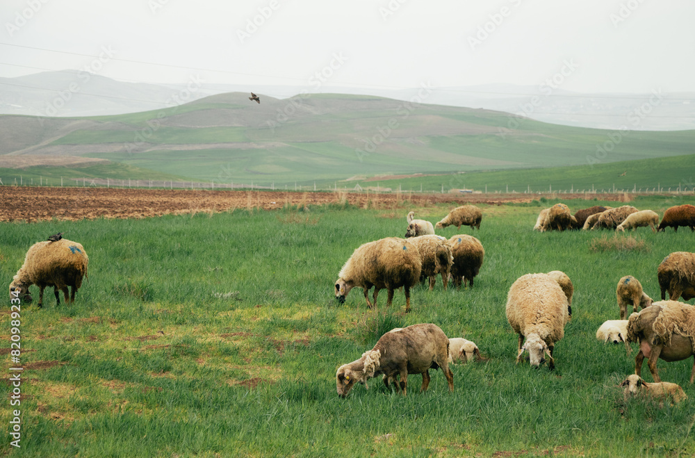 flock of sheep on the pasture in spring flock of sheep on the pasture in spring