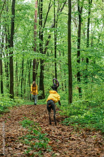 young woman walking with her doberman dog in the forest. Wearing yellow rain jackets girl and dog playing outdoors. Human and dog friendship concept
