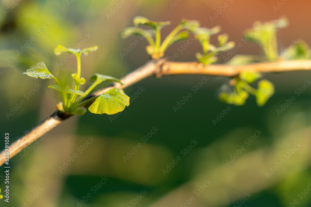 Fresh and young Ginkgo Biloba
leaves covered with dew. Fresh and young Ginkgo Biloba
leaves covered with dew.