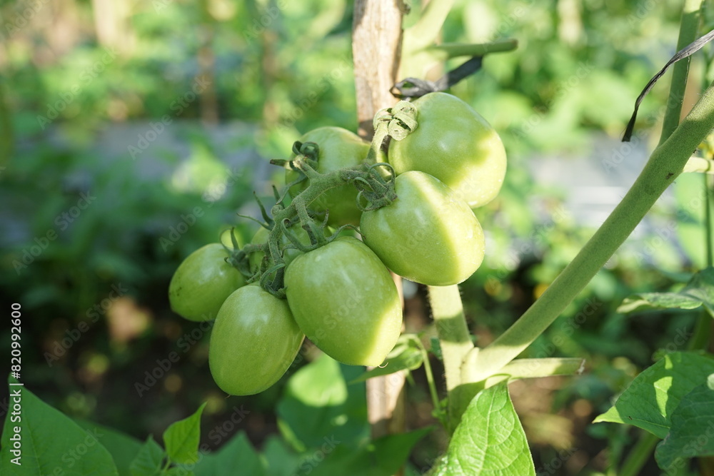 tomato on tree in the garden tomato on tree in the garden