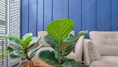 green leaves of fiddle leaf fig tree ficus lyrata the popular ornamental tree tropical houseplant photo