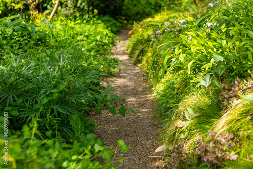 a small forest path with green bushes