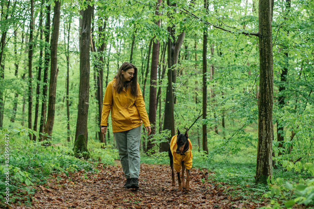 young woman walking with her doberman dog in the forest. Wearing yellow rain jackets girl and dog playing outdoors. Human and dog friendship concept