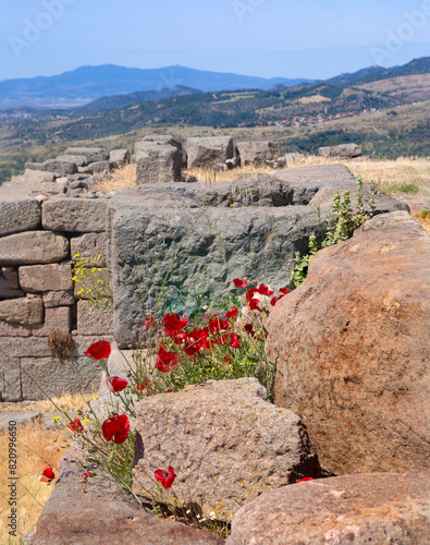 Red poppies blooming among stones at an ancient ruins location in Turkey
