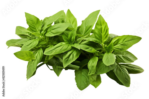 Healthy Basil and Rosemary Foliage isolated on transparent background PNG