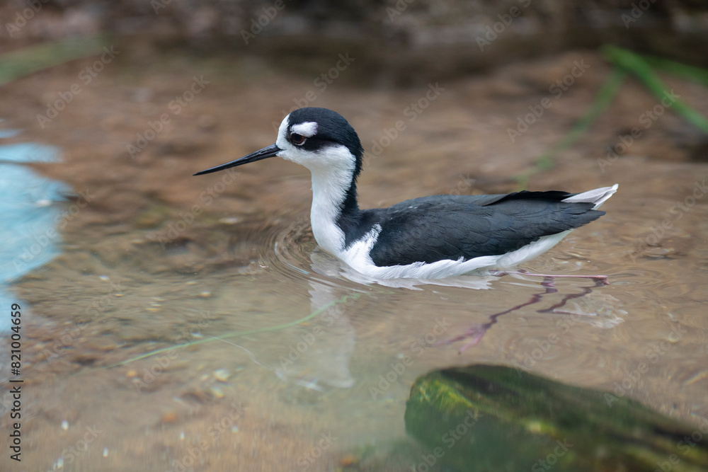 Naklejka premium black necked stilt