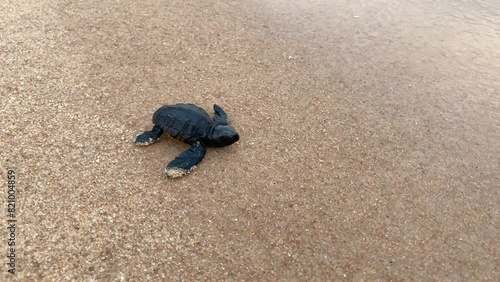 a newborn sea turtle heading towards the sea photo