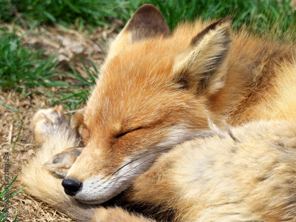 Fototapeta premium Red fox in summer in eastern Hokkaido