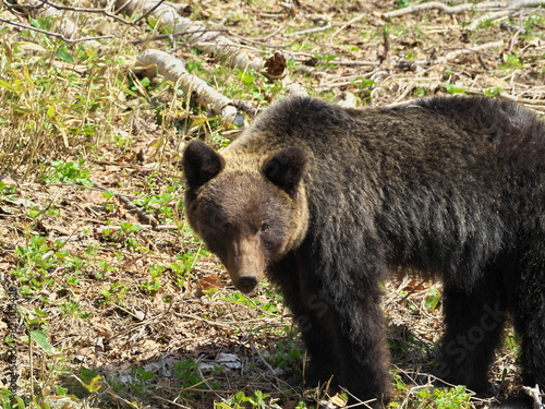 Ezo brown bear on the Shiretoko Peninsula in eastern Hokkaido, a world heritage site photo