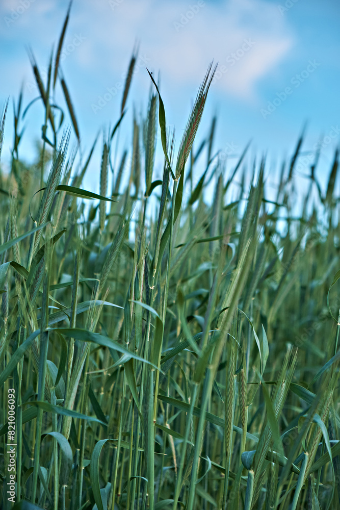 Fototapeta premium Young green sprouts of wheat on the background of the sky in a spring field. Agriculture scene. Vertical photo