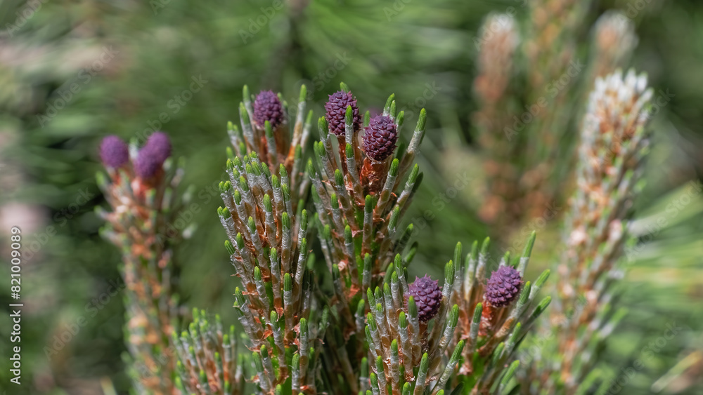 Blooming needle in sunlight. Nature background. Blooming needle in sunlight. Nature background.