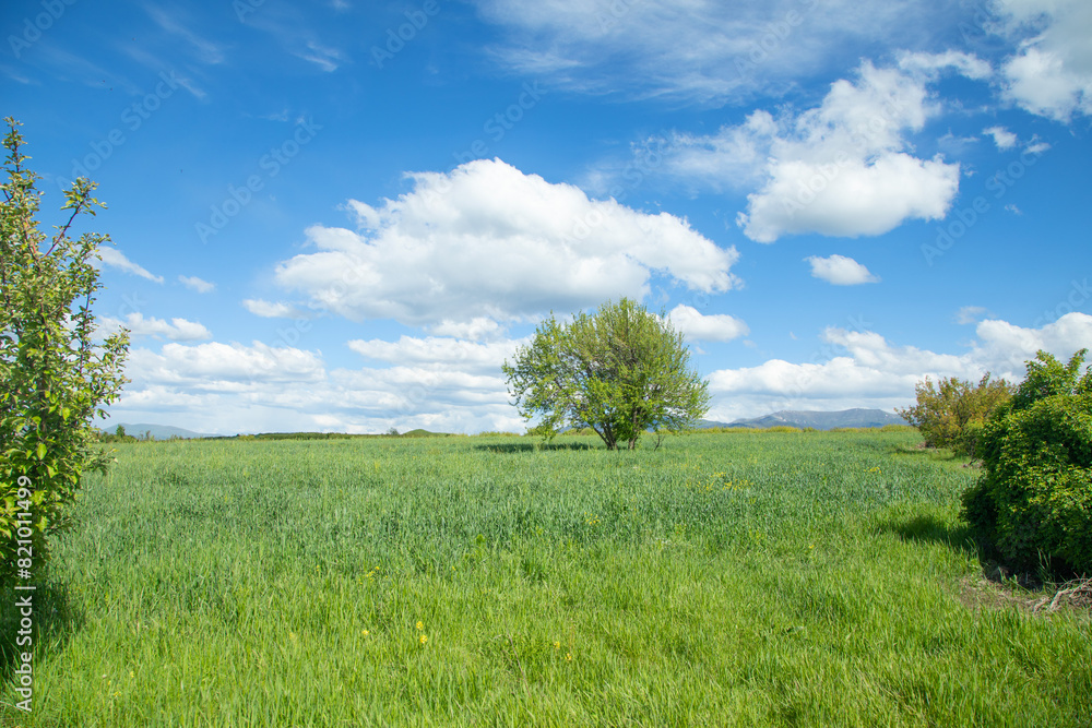 Beautiful tree in the nature. Spring time Beautiful tree in the nature. Spring time