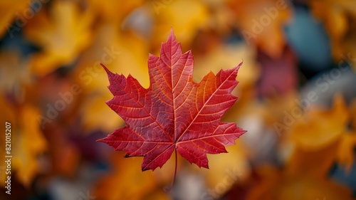 A close-up of a red maple leaf with blurred autumn foliage background.