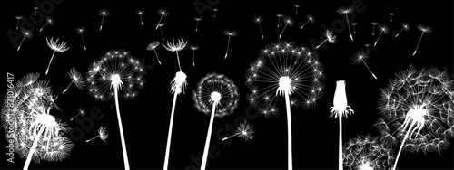 vector dandelionwhite fluff with seeds flies away in the wind