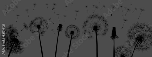 vector dandelion black fluff with seeds flies away in the wind