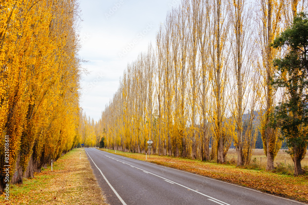 Gould Memorial Drive in Marysville in Australia Gould Memorial Drive in Marysville in Australia