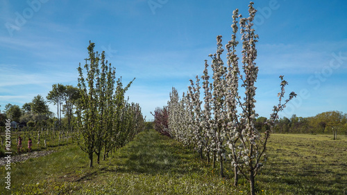 A garden with rows of columnar apple trees in a plantation. The young orchard garden features columnar apples in full bloom.