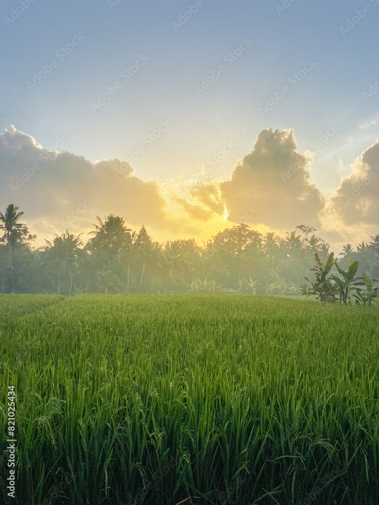 Green rice field at sunrise