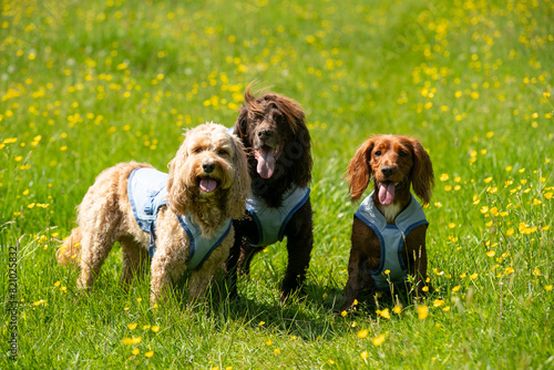 Dog in cooling coat photo