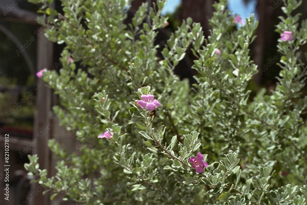 Obraz premium Leucophyllum frutescens - Texas Sage, Cenizo, Texas Ranger 
