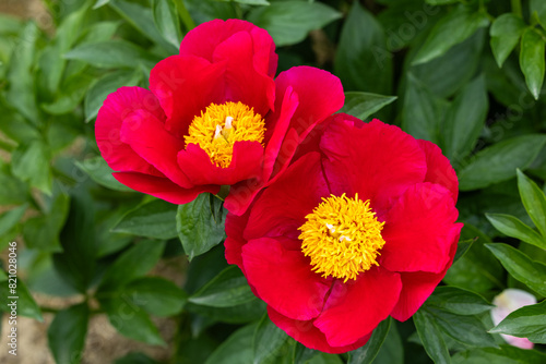 Beautiful and pretty red peonies blooming in the garden.