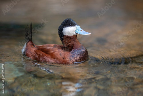 Ruddy duck photo