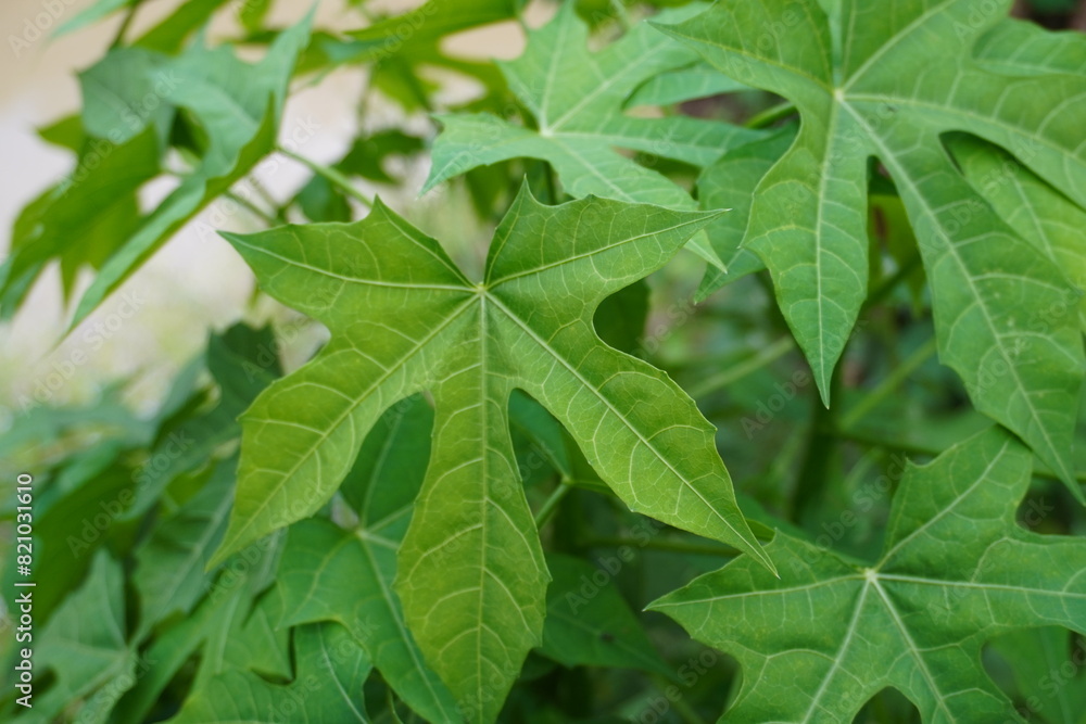 Obraz premium Tree spinach (Cnidoscolus chayamansa McVaugh) is a very nutritious vegetable