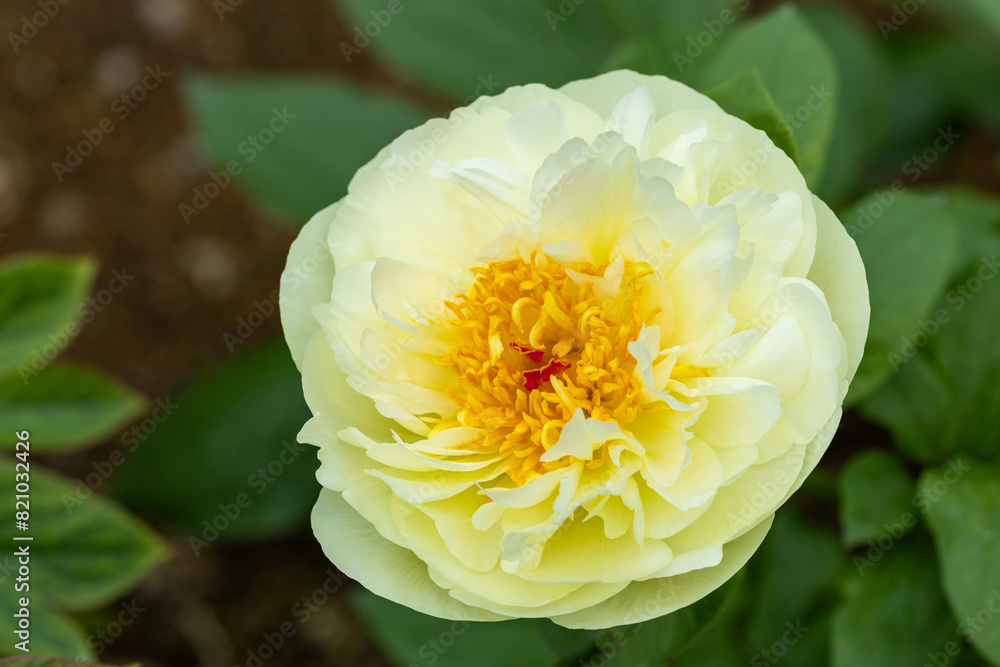 Beautiful and pretty yellow peonies blooming in the garden.