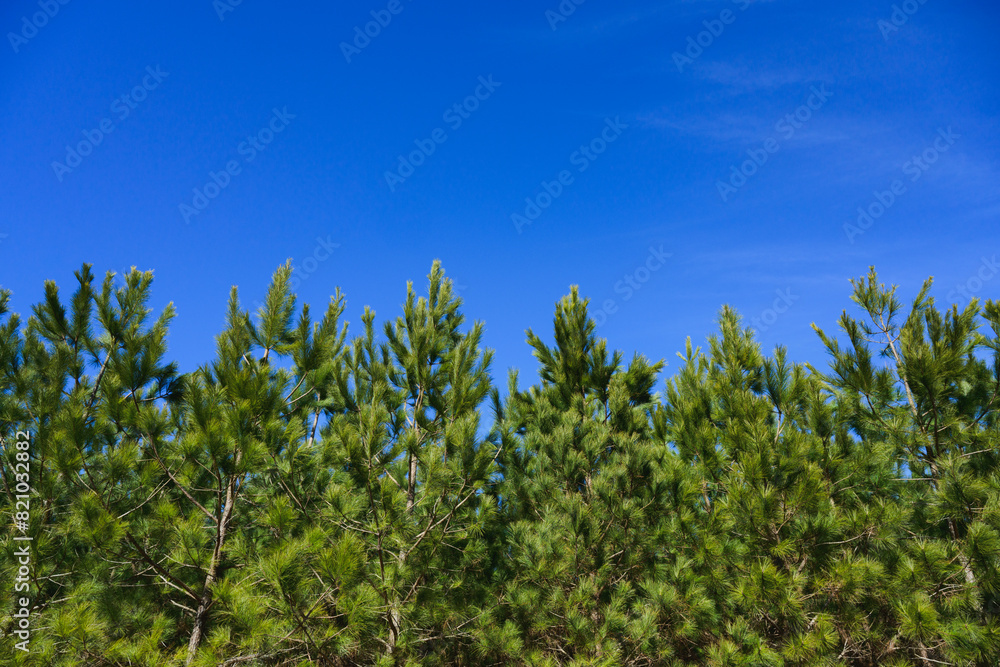 A row of pine treetops with blue sky behind in North Carolina A row of pine treetops with blue sky behind in North Carolina