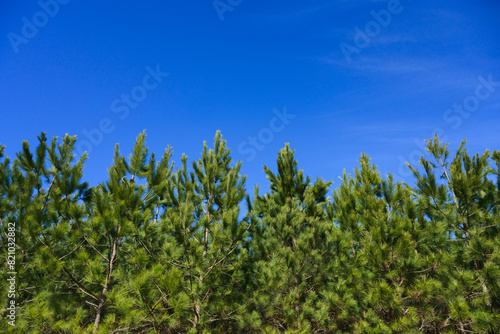 A row of pine treetops with blue sky behind in North Carolina photo