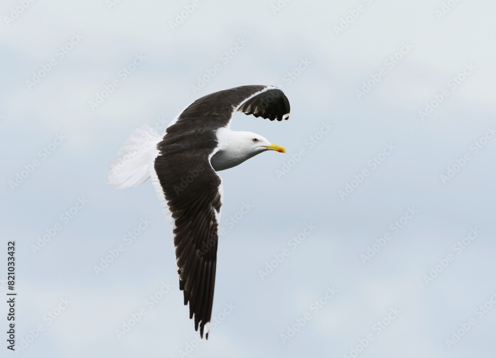 Lesser black-backed gull (Larus fuscus) flying in the sky in summer.
Lesser black-backed gull (Larus fuscus) flying in the sky in summer.