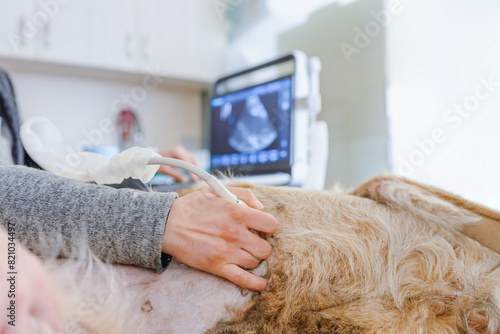A pregnant dog is examined in an animal hospital. Dog having ultrasound scan in a vet clinic. Veterinarian hand closeup.