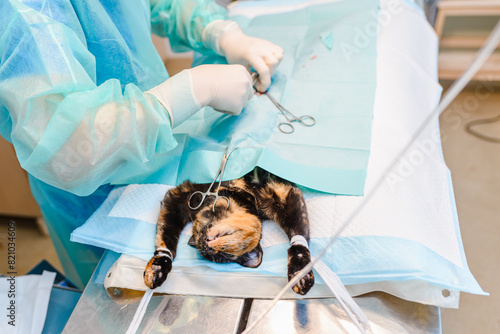 Animal surgery. A veterinarian castrates a young cat in the operating room. Animal surgery concept. photo