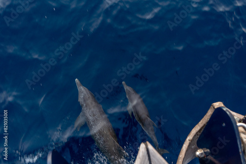 mama and baby dolphin photo