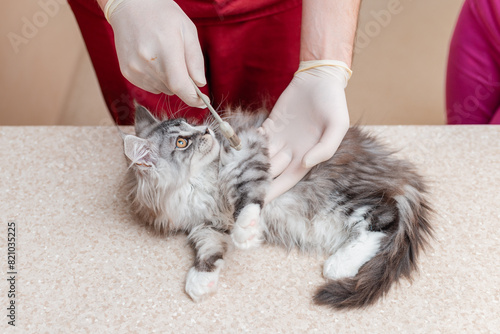 A veterinarian checks a purebred kitten's leg reflexes with a medical hammer in an animal hospital.