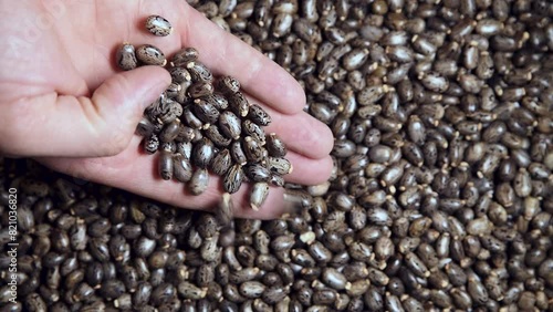 Wallpaper Mural Castor bean seeds in male hands. The plant is widely used in medicine and industry. This is a poisonous and ornamental plant. Torontodigital.ca