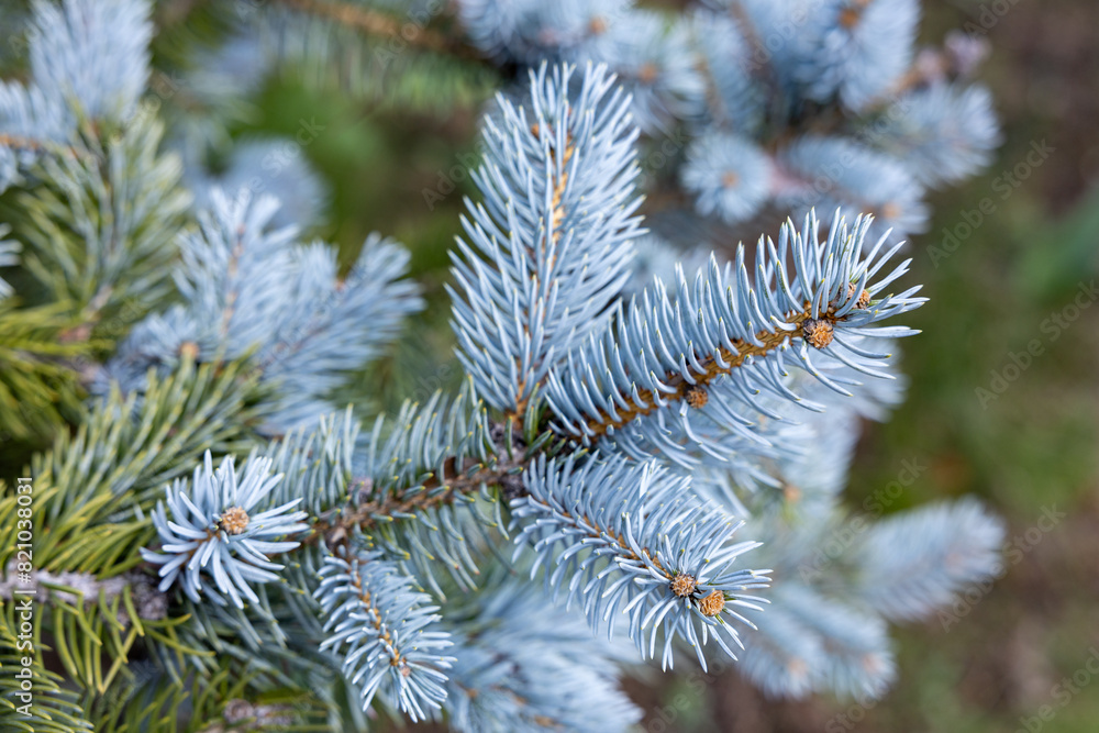 Beautiful spruce of picea pungens in spring. Beautiful spruce of picea pungens in spring.