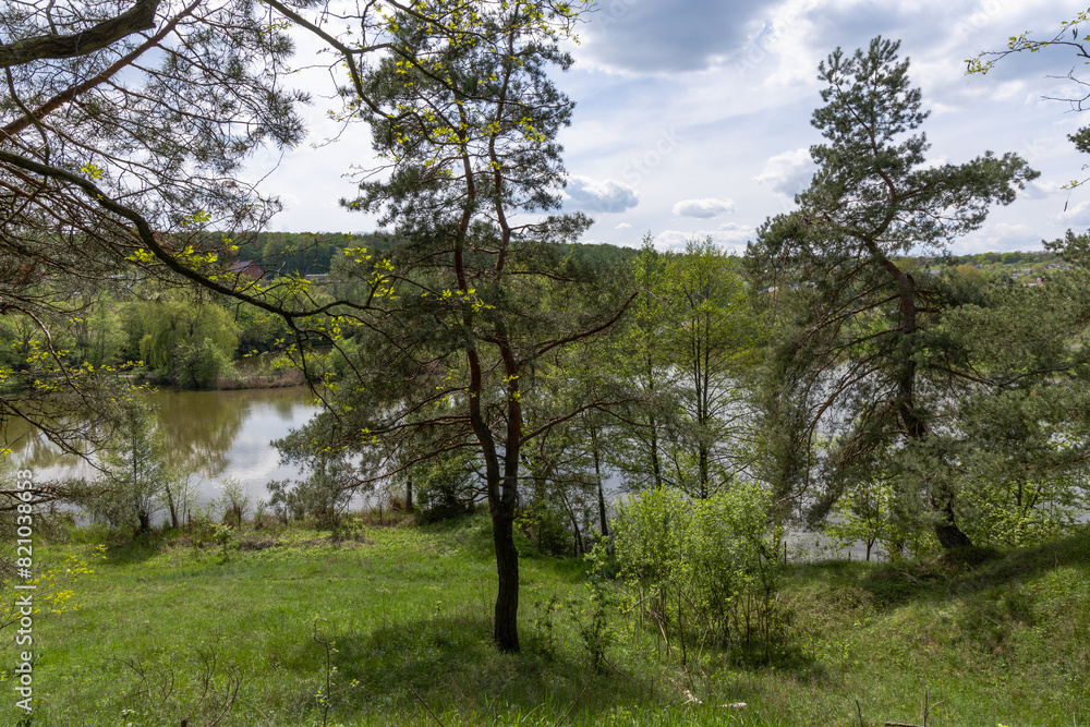 Obraz premium Pine trees on a sunny day