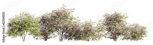 Spiraea bushes in blossom isolated on transparent background. 3D render.
