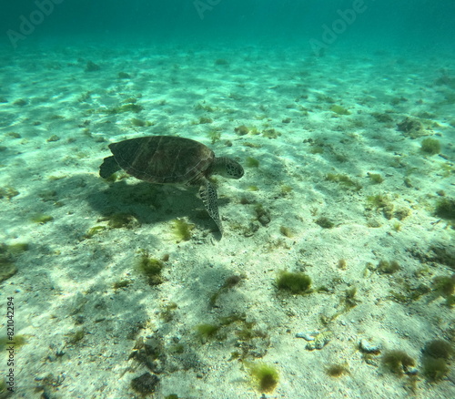 chelonia mydas, green sea turtle seen undersea near the sand. Underwater photo in caribbean sea