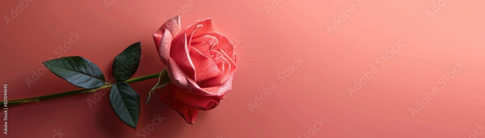 Pink rouse minimalistic banner. Pink rouse minimalistic banner.