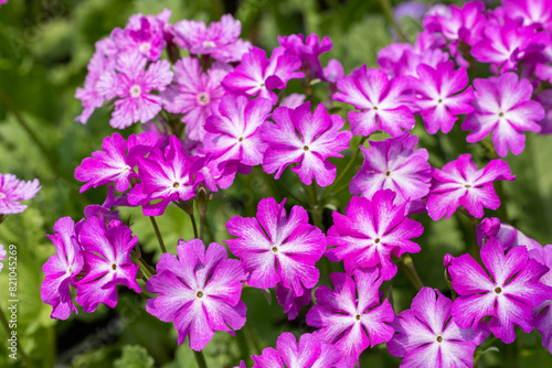 Pink primula sieboldii flowers blooming in the spring garden.