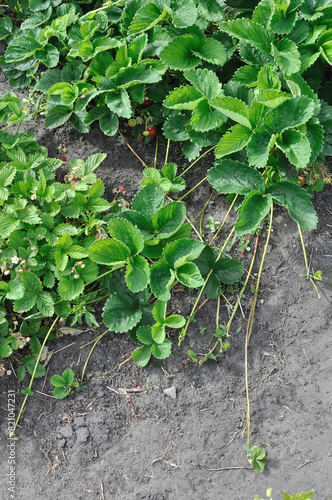 close-up of the growing strawberry with stolons in the vegetable garden, view from above