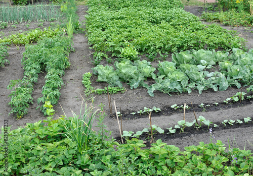 organically cultivated various vegetables  in the vegetable garden, summertime