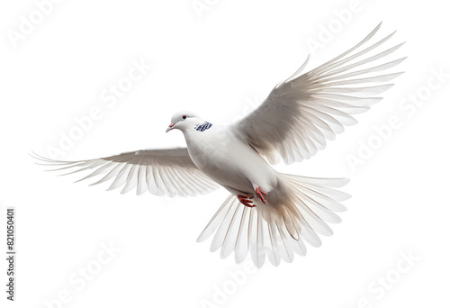 Soaring Dove: A Symbol of Peace and Hope © Eliane