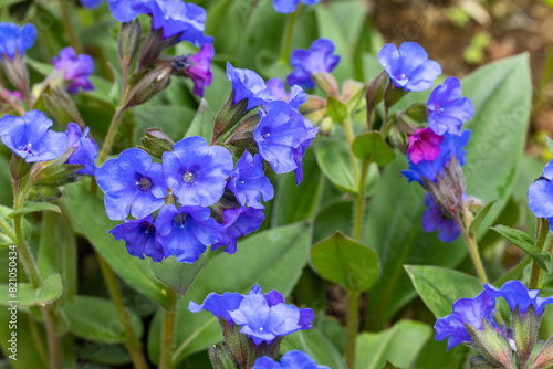 Cobalt blue pulmonaria flowers blooming in the spring garden.